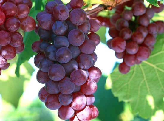胆囊炎可以吃葡萄吗